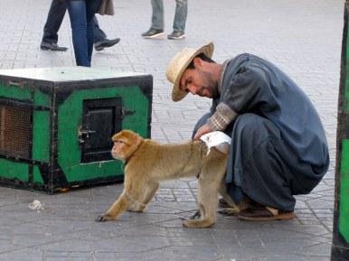 At least the monkey won't poop on you during your photo at Djemma el-Fna Square, Marrakech