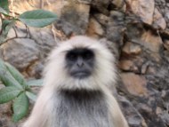 Langur Monkey, Ranthambore National Park