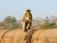 Enjoying some marigolds, Ranthambore Fort