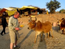 After giving offerings at the temple you are given a blessing in return. I'm feeding it to the cow nearby.