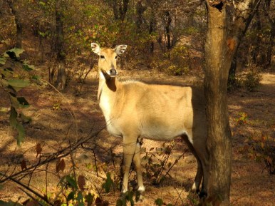 Antelope, Ranthambore National Park