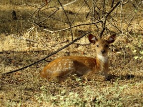Spotted Deer, Ranthambore National Park
