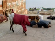 Goat Fashionista, Varanasi