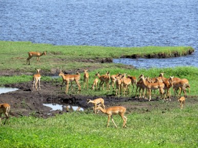 Impala at Chobe National Park