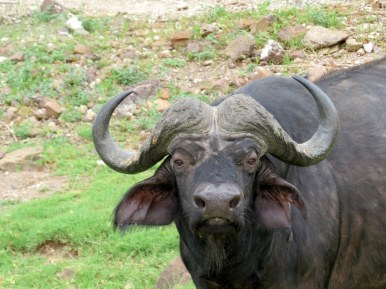 Grumpy! African buffalo, Chobe National Park