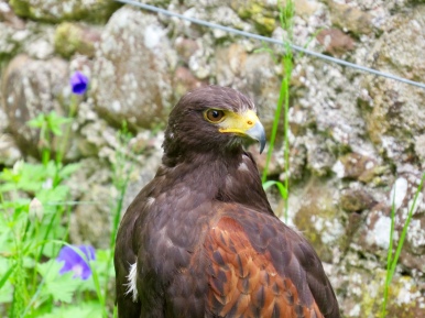 Hawk at the Falconry Display